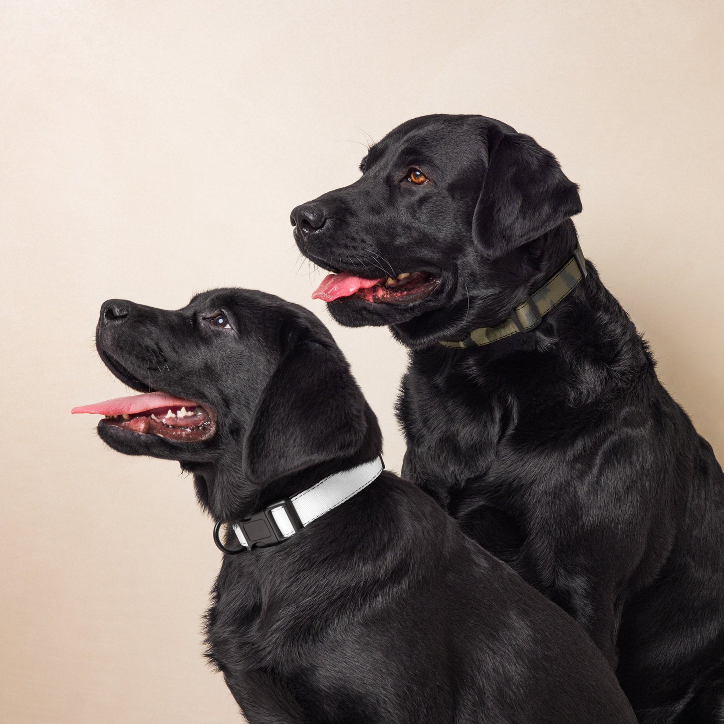 Bottomland Camo Pet collar