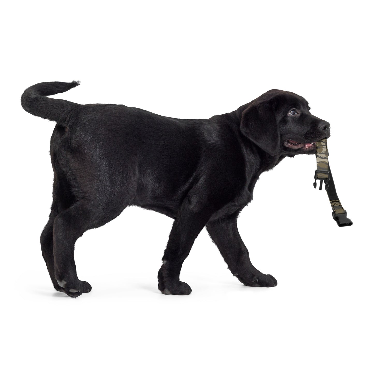 Bottomland Camo Pet collar